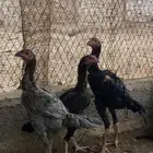 دجاج شامو فاخر