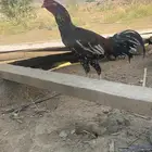 ديك باكستاني