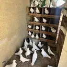 حمام فرنسي ابيض