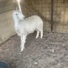 رخل حرية للبيع