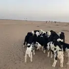 طليان نجد (( تم البيع ))