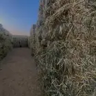 علف ذره امريكي