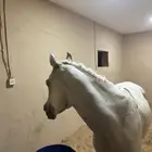 حصان شعبي عربي اصفر