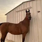 فرس شعبيه للبيع