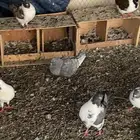 حمام كنق فاخر