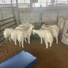 طليان ذبايح حري يوجد الصلخ والتوصيل