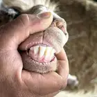 عنز رباع حايل