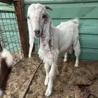 تيس هجين بورقت