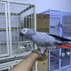 انثى كاسكو