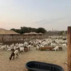 تيوس مستورده