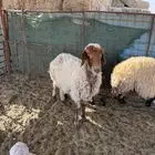 غنم نعيم حيل شاه و وخل