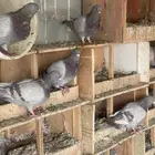 حمام لاحم امهات سموك سلفر