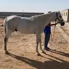 حصان جزيري شيخ