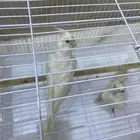 لي البيع طيور كروان بيانو عيون حمر أليفه