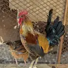 دجاج بلدي اصيل للبيع