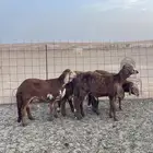 سواكن تربيه فل شحم ماشالله ونظيفه من كل شي