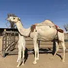 للبيع خلفه على جميع الشروط