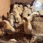 صيصان دجاج بلدي