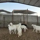 خرفان حريات
