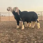 طليان نجد صنف