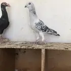 حمام شامي