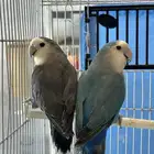 عرض إلى أهل التميز والإبداع (جوز روز لونق فذر مع فروخه 6).