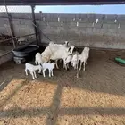 ضأن رفديات تم البيع