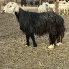 خروف نجدي مشروط
