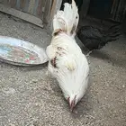 دجاج للبيع