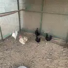 دجاج كويتي