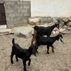عنزين حو متابيع
