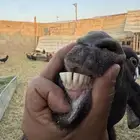عنز والد