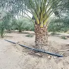 نخل للبيع