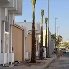 تخفيضات نخل وزيتون