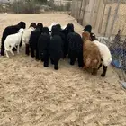عرب 9 روس