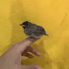بلابل كشميري