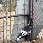 ديك باكستاني سندي