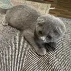 قطط سكوتش للبيع