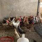 دجاج مزارع بلدي
