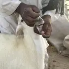 هرافى طليان العدد 2