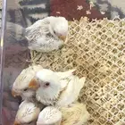 فروخ روز البينو غر