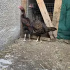 دجاج باكستاني سندي