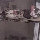 للبيع دجاج