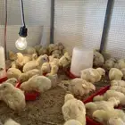 صوص دجاج لاحم