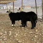 طليين نجد