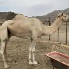 بعير
