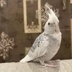 كروان ذكر أليف هدد