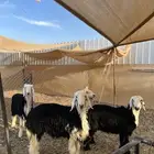 ذبايح نجد شحم