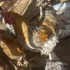4براهم ديك للبيع