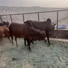 حسلان. بلدي. طيبه